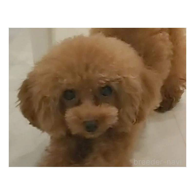 チェリーくん1枚目