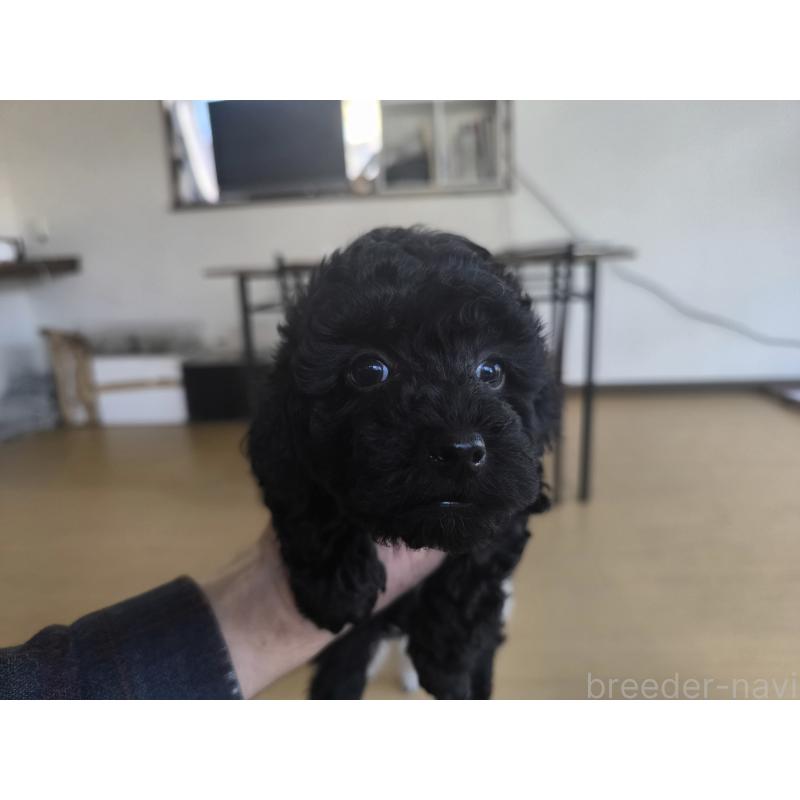 販売中の長野県のトイプードル-429525の6枚目