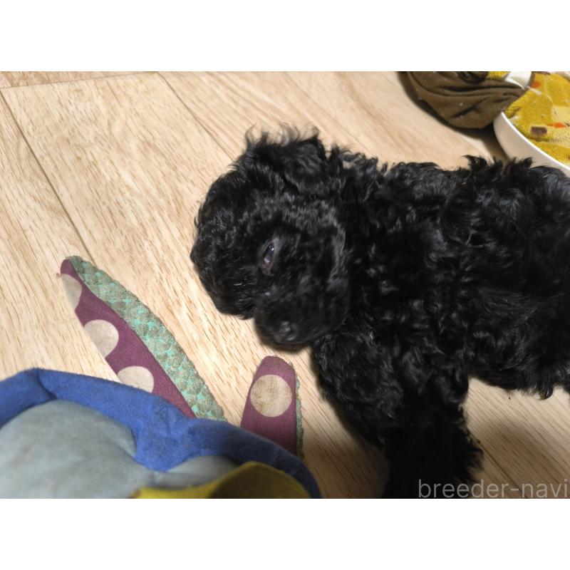 販売中の長野県のトイプードル-429525の5枚目