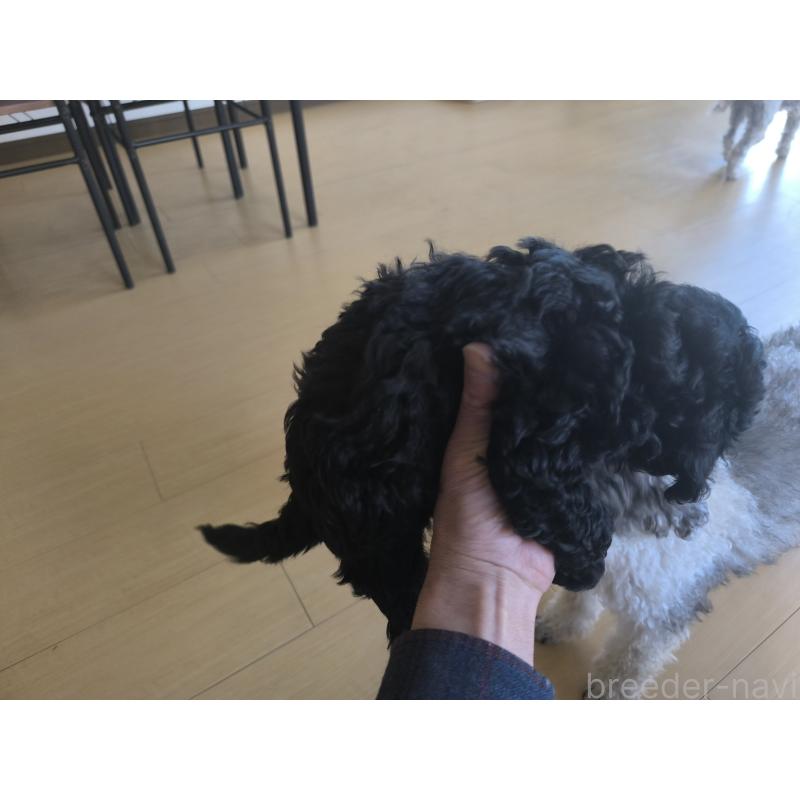 販売中の長野県のトイプードル-429525の4枚目