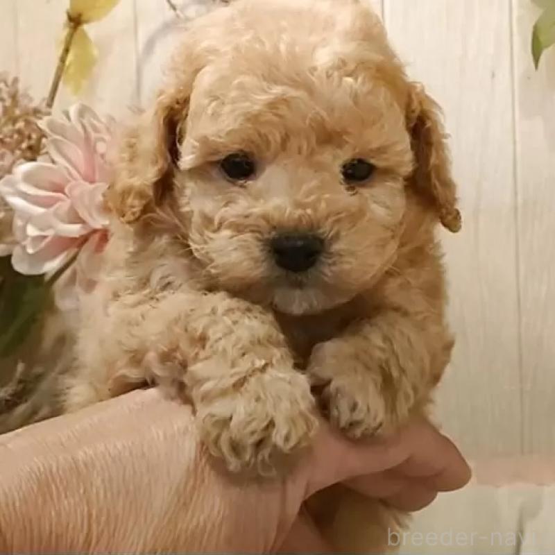 販売中の愛知県のティーカッププードル-429531