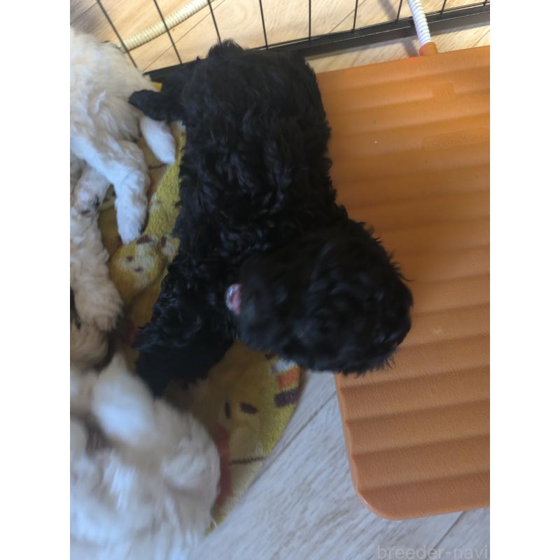 販売中の長野県のトイプードル-429525の3枚目