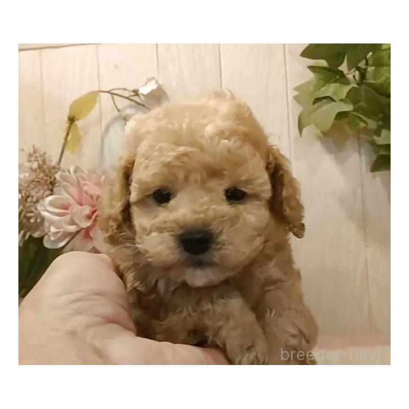 販売中の愛知県のティーカッププードル-429531の7枚目