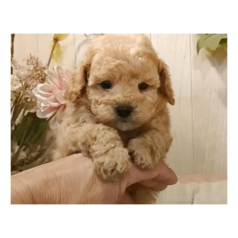 販売中の愛知県のティーカッププードル-429531の6枚目