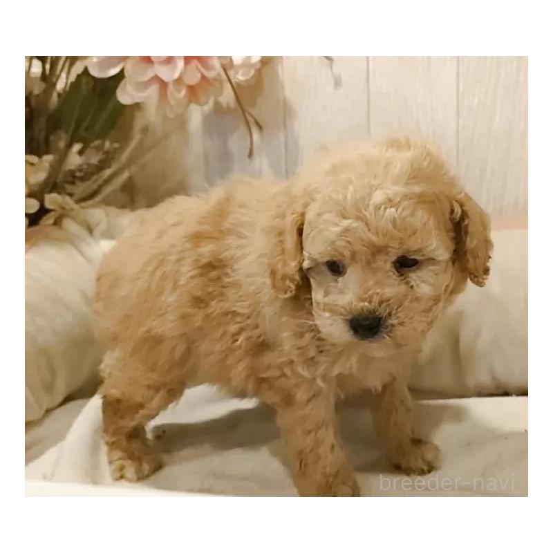 販売中の愛知県のティーカッププードル-429531の5枚目