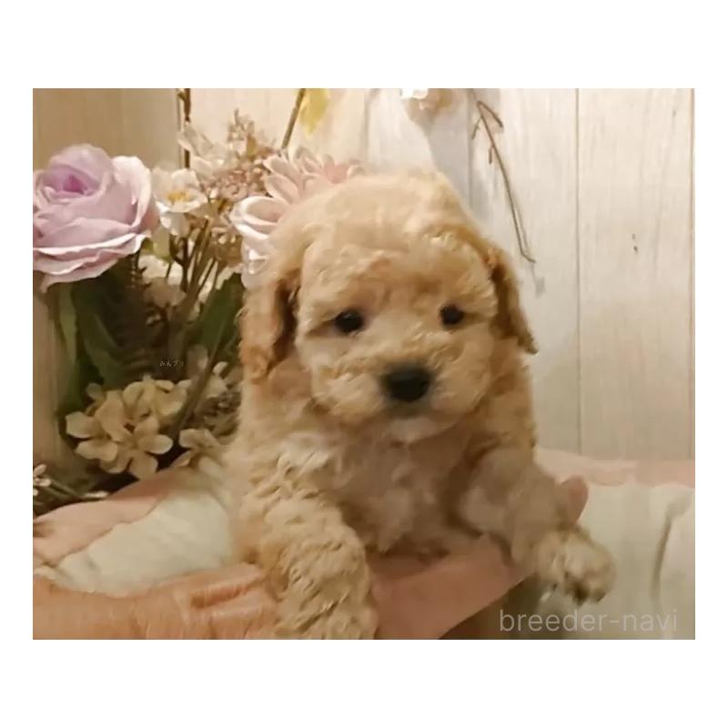 販売中の愛知県のティーカッププードル-429531の3枚目