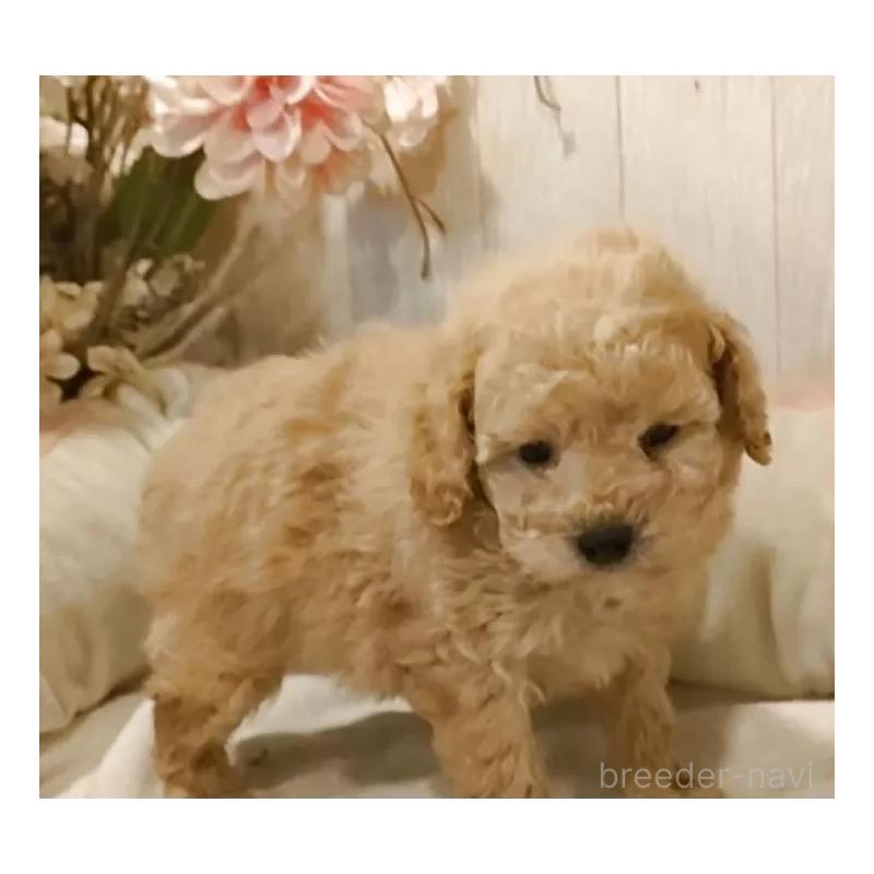 販売中の愛知県のティーカッププードル-429531の2枚目