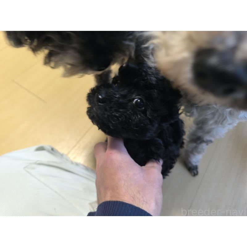 販売中の長野県のトイプードル-429525の2枚目