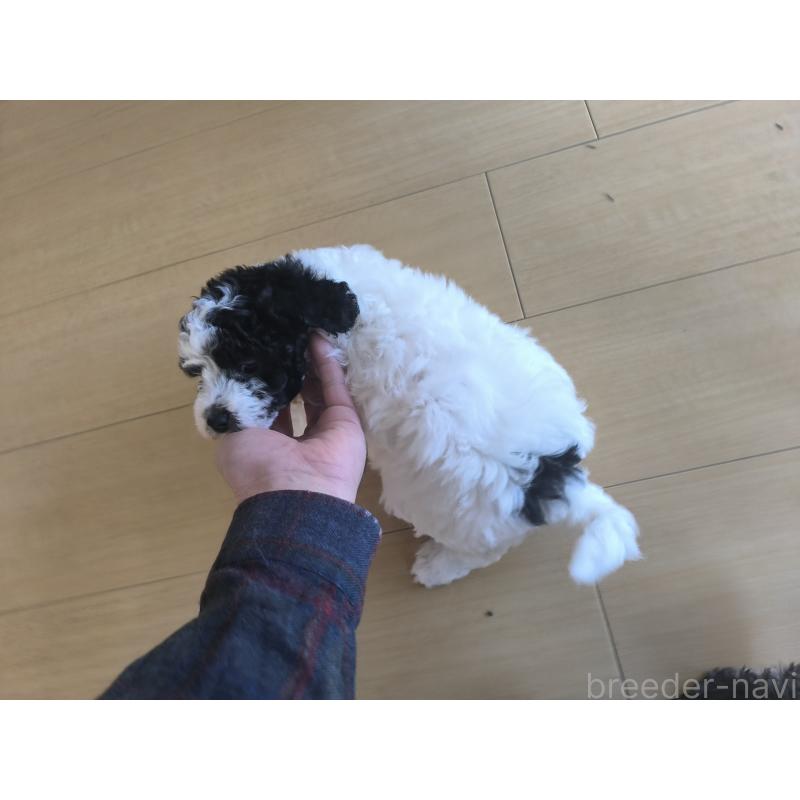 販売中の長野県のトイプードル-429523の8枚目