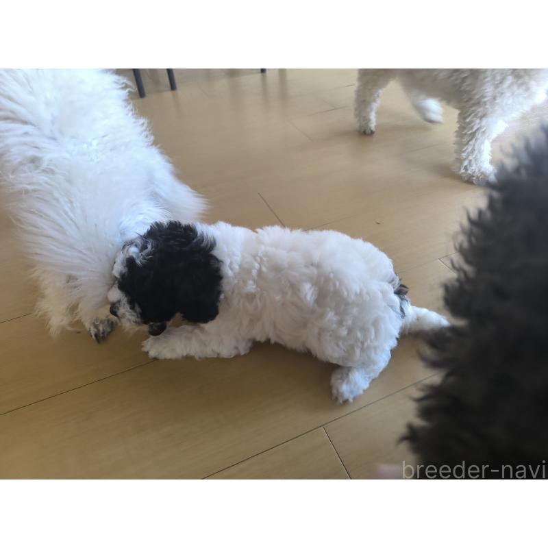 販売中の長野県のトイプードル-429523の7枚目