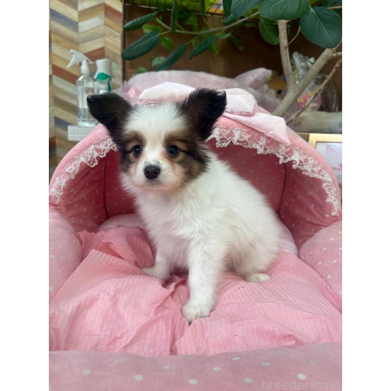 成約済の大阪府のパピヨン-429532の2枚目