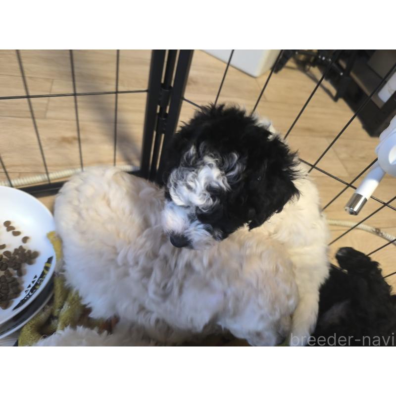 販売中の長野県のトイプードル-429523の5枚目