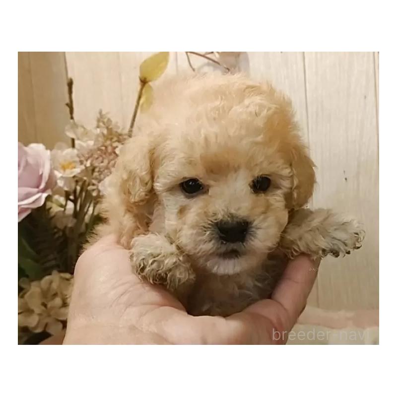 販売中の愛知県のティーカッププードル-429533の8枚目