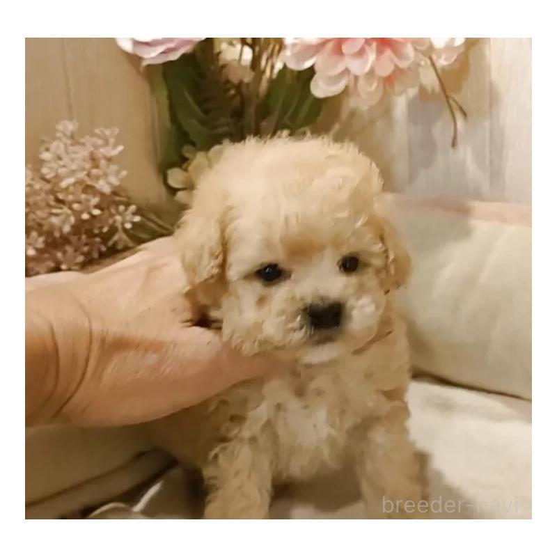 販売中の愛知県のティーカッププードル-429533の7枚目