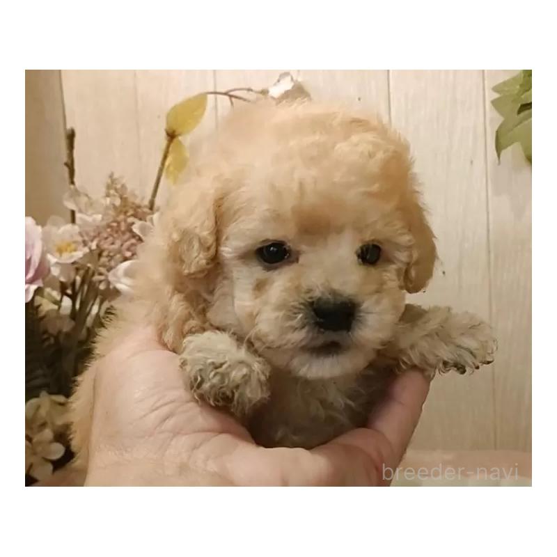 販売中の愛知県のティーカッププードル-429533の6枚目