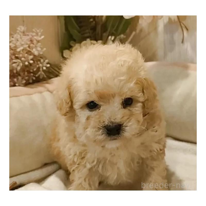 販売中の愛知県のティーカッププードル-429533の5枚目