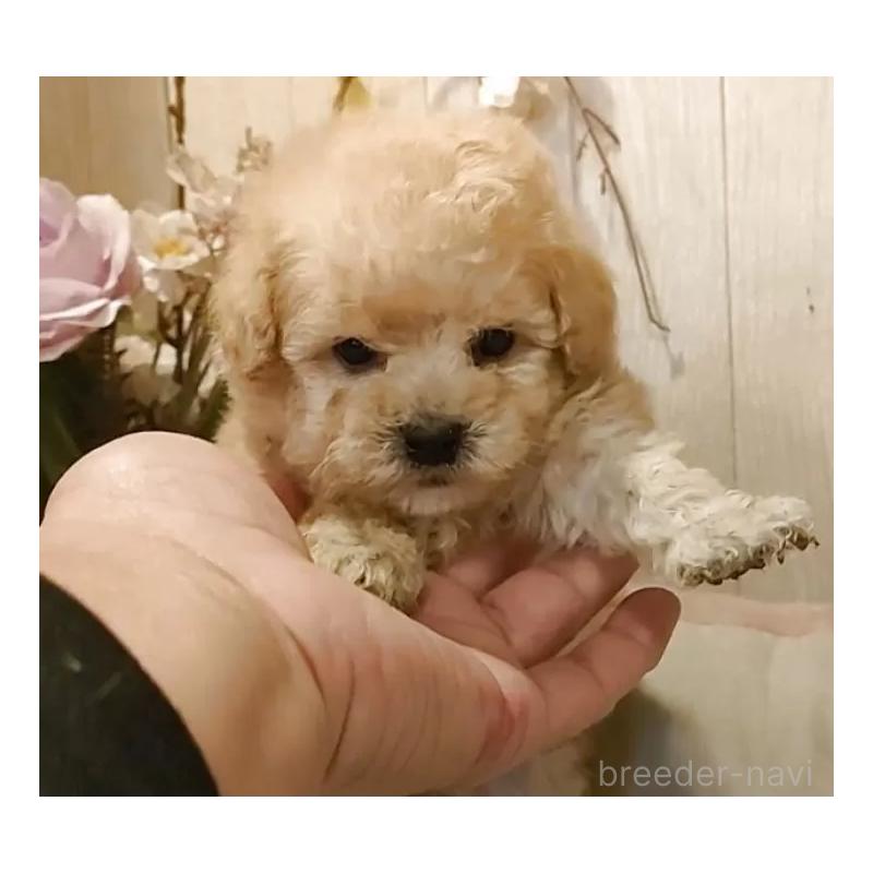 販売中の愛知県のティーカッププードル-429533の4枚目