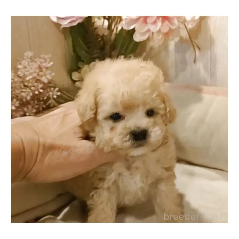 販売中の愛知県のティーカッププードル-429533の3枚目