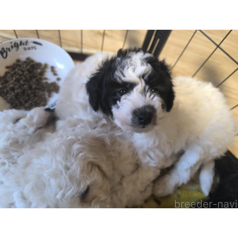 販売中の長野県のトイプードル-429523の4枚目