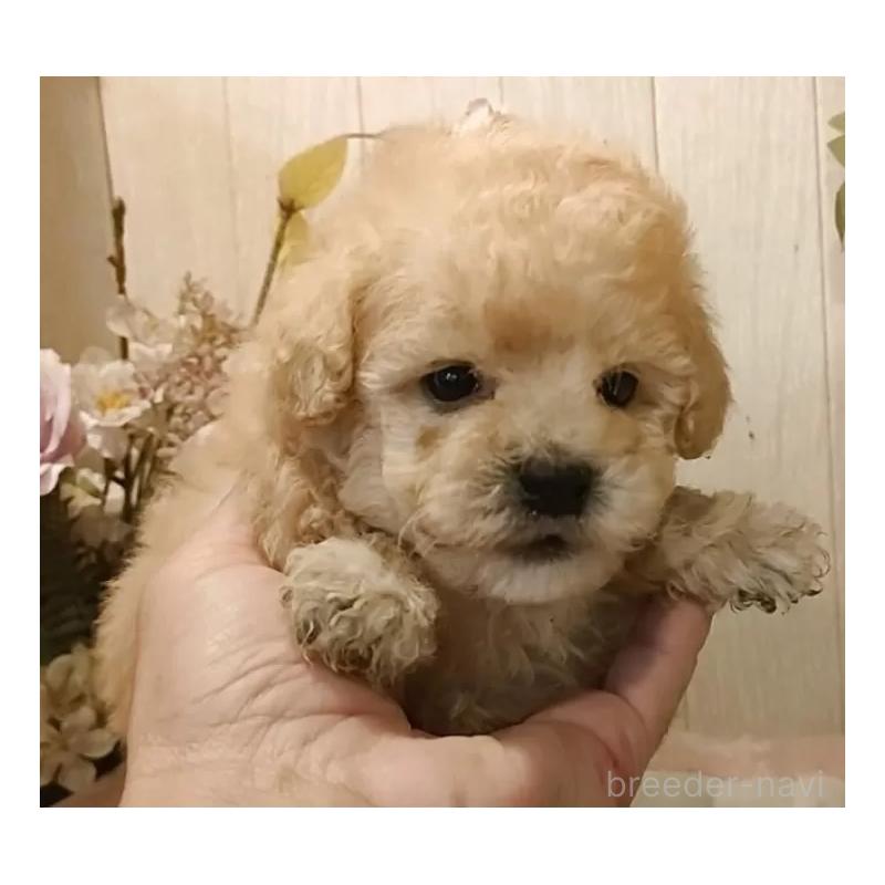 販売中の愛知県のティーカッププードル-429533の2枚目