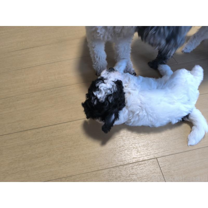 販売中の長野県のトイプードル-429523の3枚目