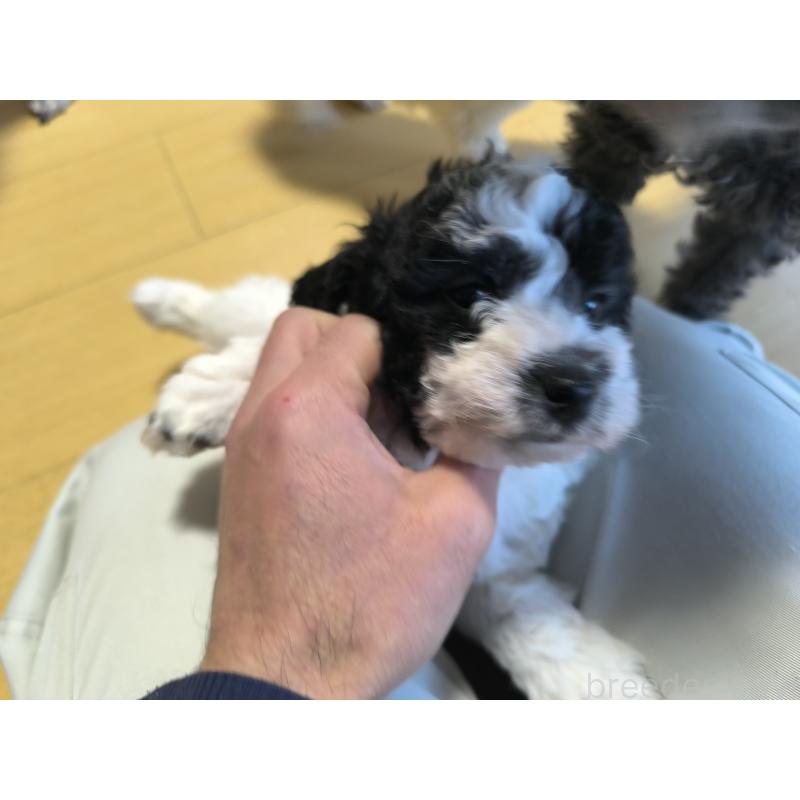 販売中の長野県のトイプードル-429523の2枚目