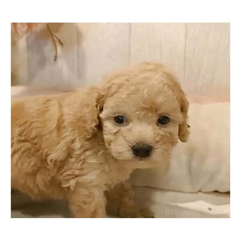 販売中の愛知県のティーカッププードル-429534の6枚目