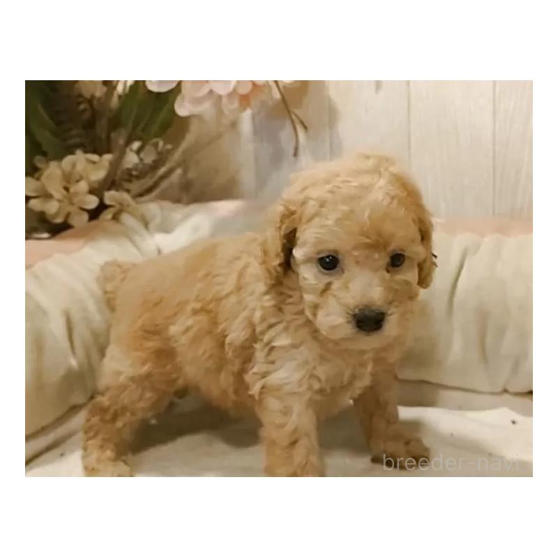 販売中の愛知県のティーカッププードル-429534の5枚目