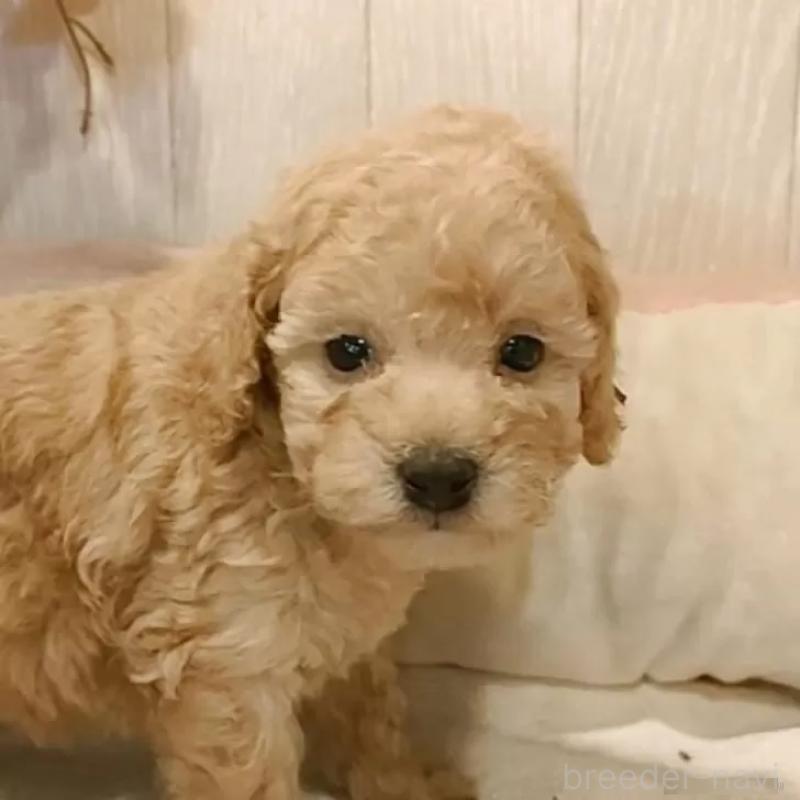 販売中の愛知県のティーカッププードル-429534の4枚目