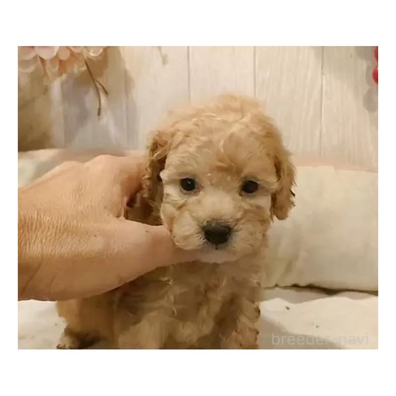 販売中の愛知県のティーカッププードル-429534の3枚目