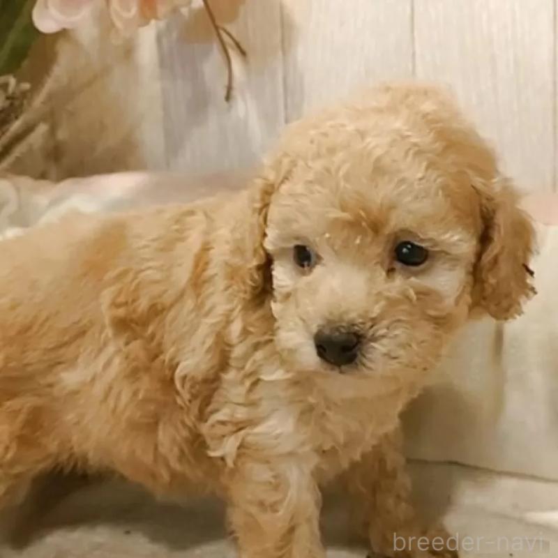 販売中の愛知県のティーカッププードル-429534の2枚目