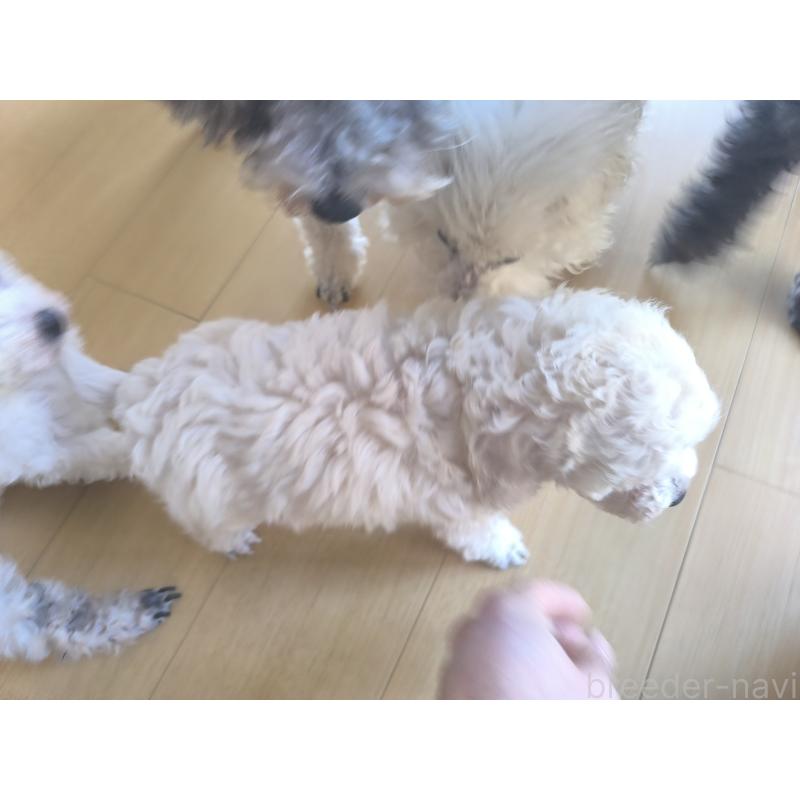 販売中の長野県のトイプードル-429536の6枚目