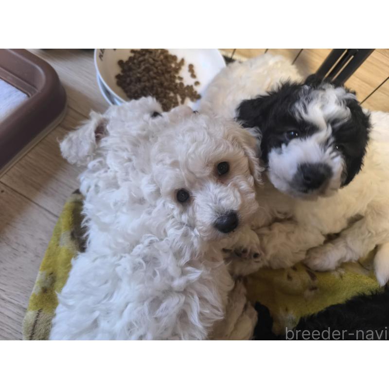 販売中の長野県のトイプードル-429536の5枚目