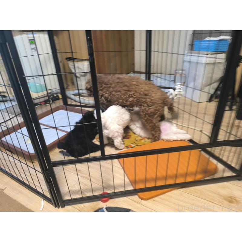 販売中の長野県のトイプードル-429536の4枚目