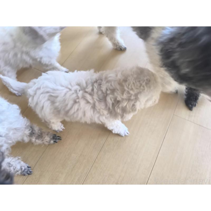 販売中の長野県のトイプードル-429536の3枚目