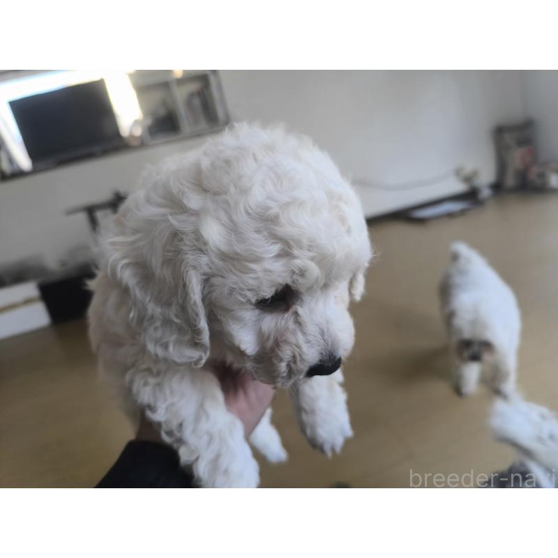 販売中の長野県のトイプードル-429536の2枚目