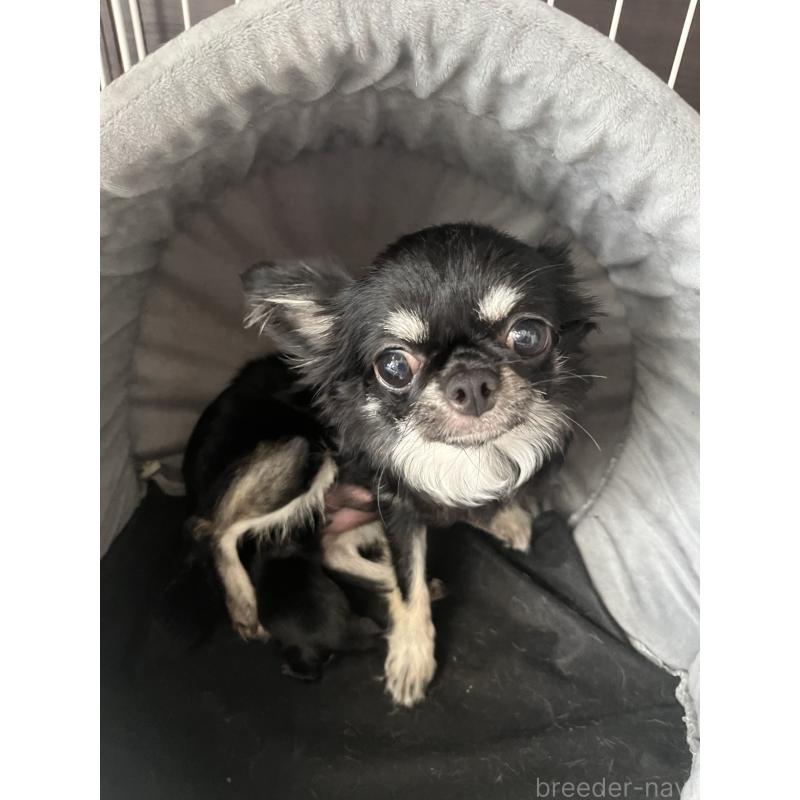 まめちゃん1枚目