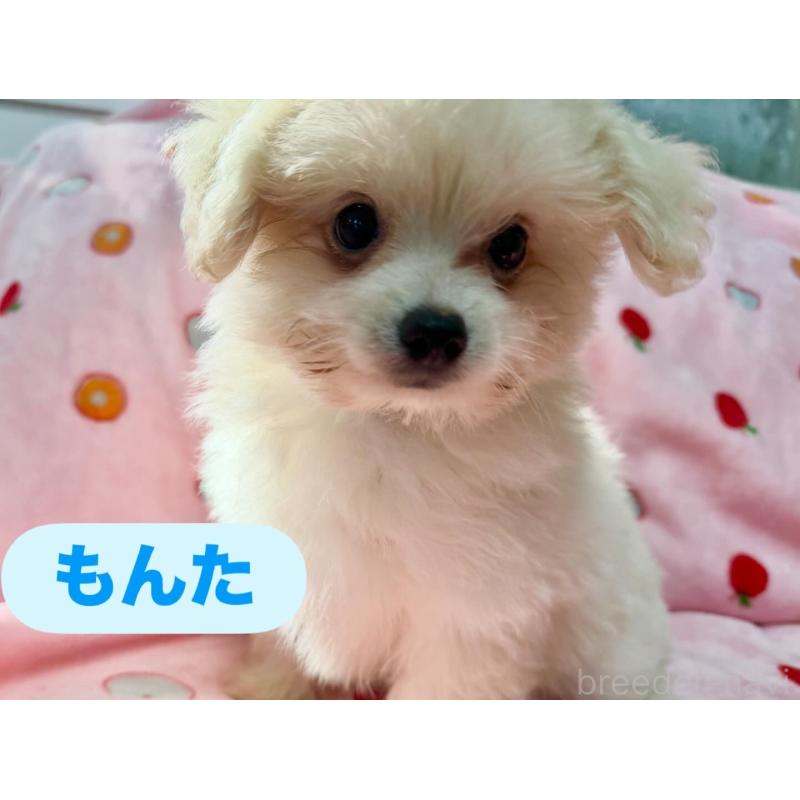 販売中の大分県のポメプー:ポメラニアン×トイプードル-418847の4枚目