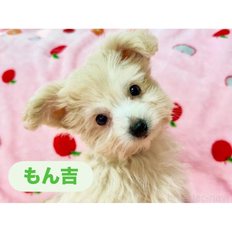 販売中の大分県のポメプー:ポメラニアン×トイプードル-418841の2枚目