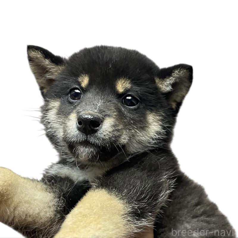 販売中の福岡県の柴犬-425887