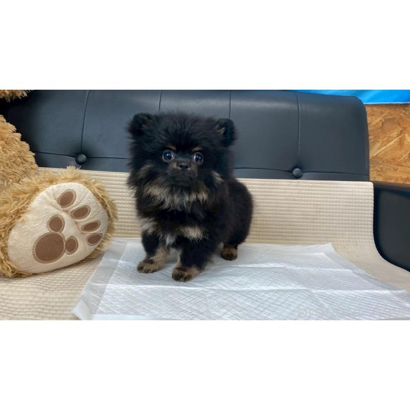 販売中の兵庫県のポメチワ:ポメラニアン×チワワ-429540の9枚目