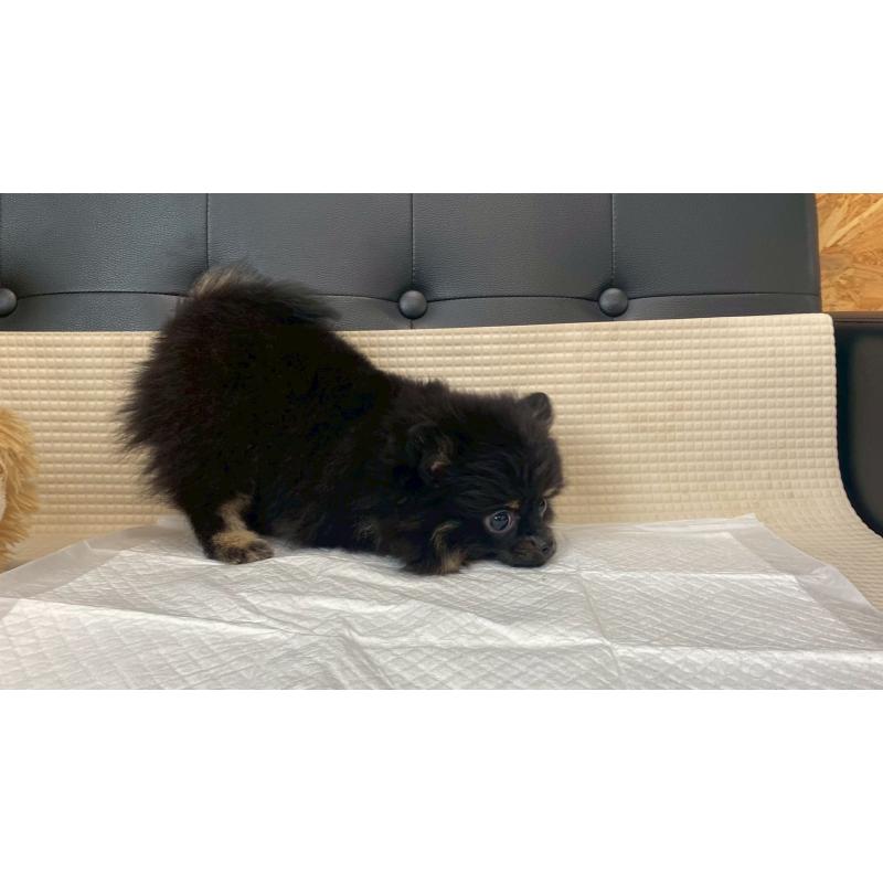 販売中の兵庫県のポメチワ:ポメラニアン×チワワ-429540の8枚目