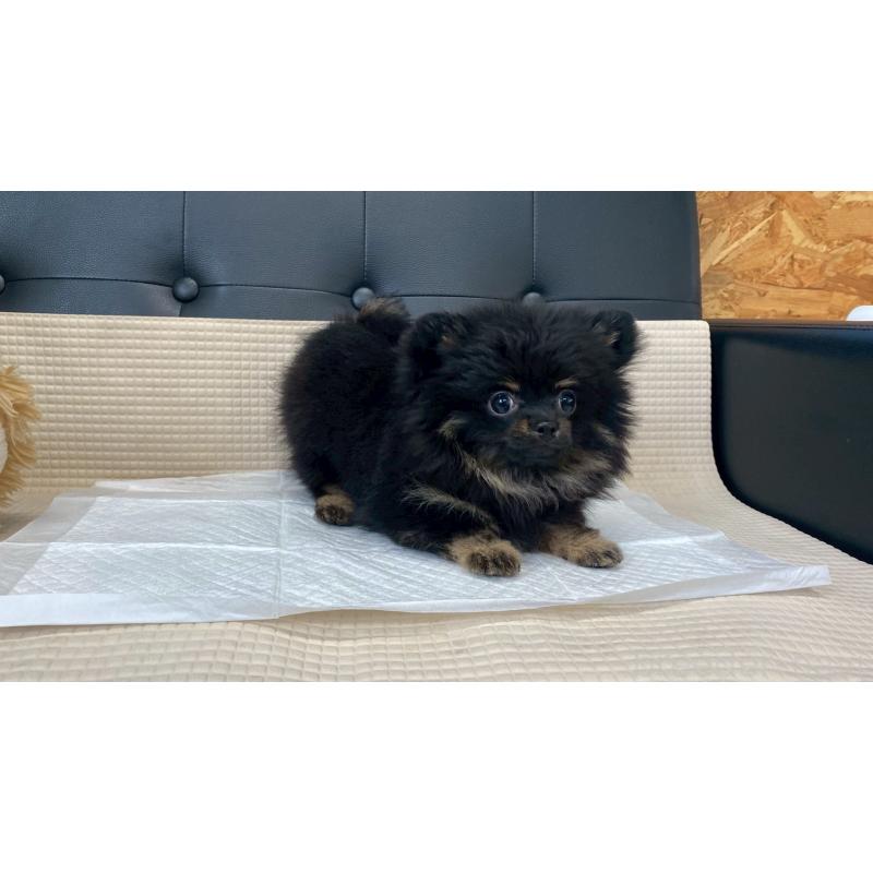 販売中の兵庫県のポメチワ:ポメラニアン×チワワ-429540の7枚目