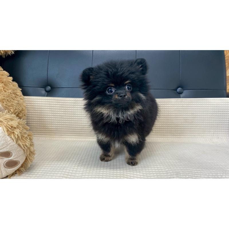 販売中の兵庫県のポメチワ:ポメラニアン×チワワ-429540の6枚目