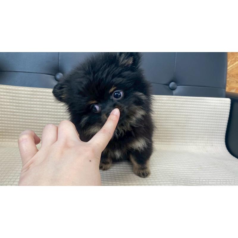 販売中の兵庫県のポメチワ:ポメラニアン×チワワ-429540の5枚目