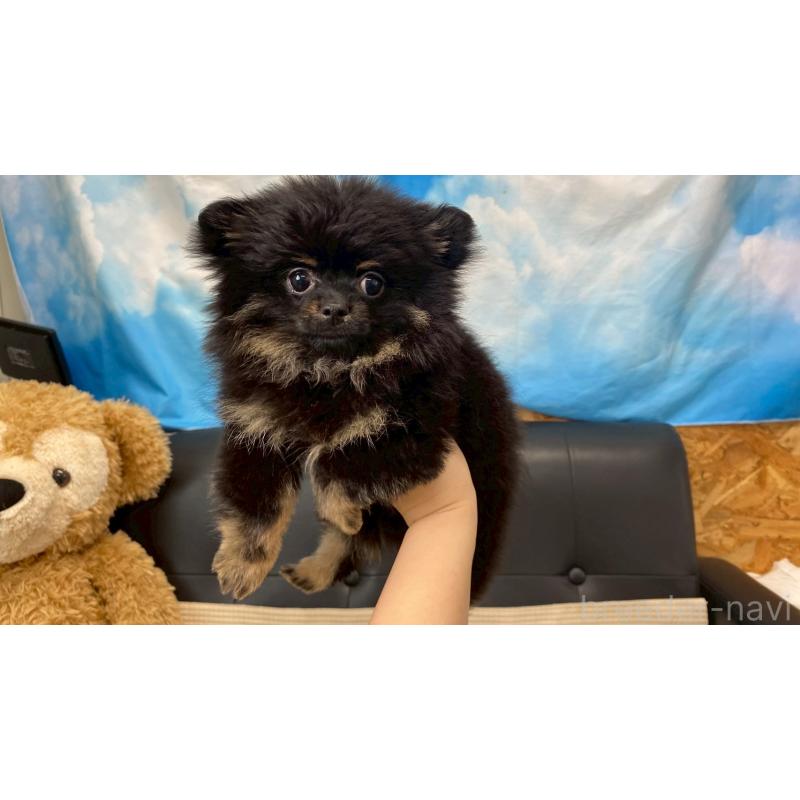 販売中の兵庫県のポメチワ:ポメラニアン×チワワ-429540の3枚目