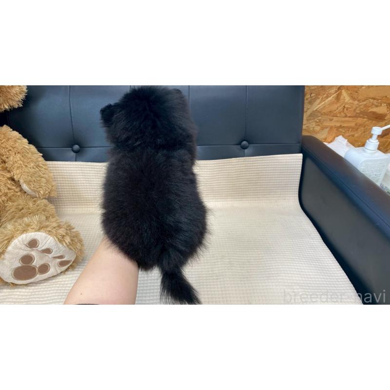 販売中の兵庫県のポメチワ:ポメラニアン×チワワ-429540の2枚目