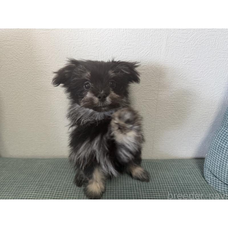 販売中の大分県のポメマル:ポメラニアン×マルチーズ-418852の7枚目