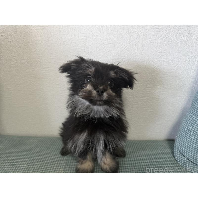 販売中の大分県のポメマル:ポメラニアン×マルチーズ-418852の6枚目