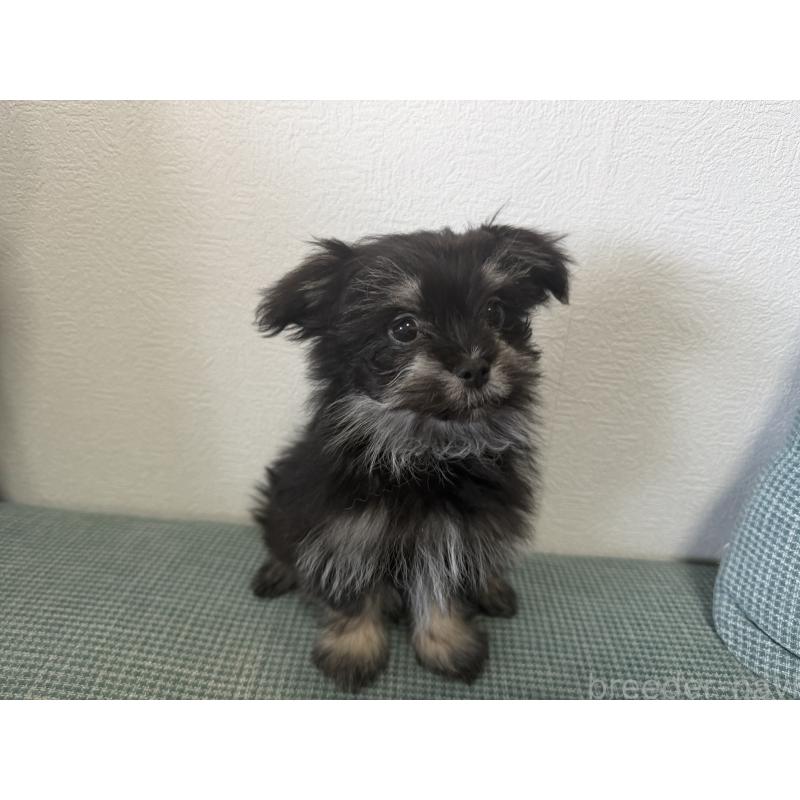 販売中の大分県のポメマル:ポメラニアン×マルチーズ-418852の5枚目